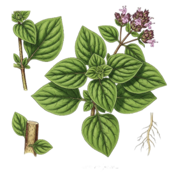 Origan Feuilles (Origanum vulgare L.) Oregãos Folhas