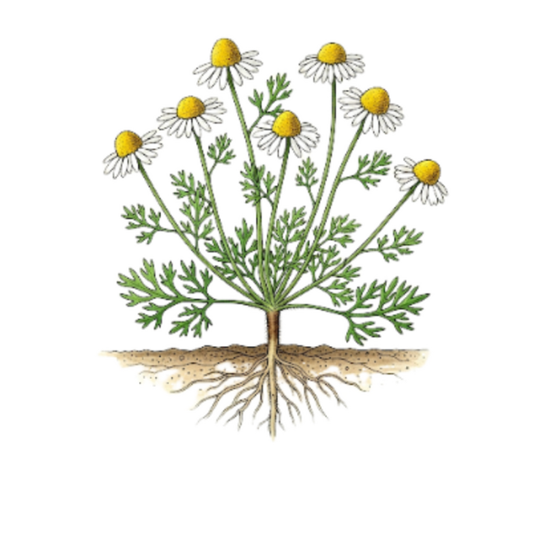 Camomille Romaine Fleurs / (Anthemis Nobilis L.) / Macela Cabeças