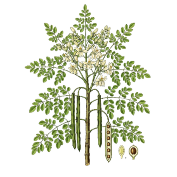 Moringa feuilles (Moringa Oleifera) Moringa Folha