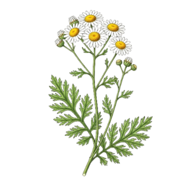 Chrysanthème Parties Aérienne / (Chrysanthellum Parthenium) / Matricária - Crisantemo