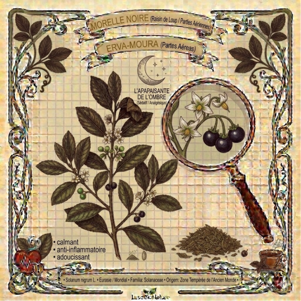 Morelle Noire Parties Aériennes - (Solanum nigrum L.) - Erva Moura Partes Aéreas