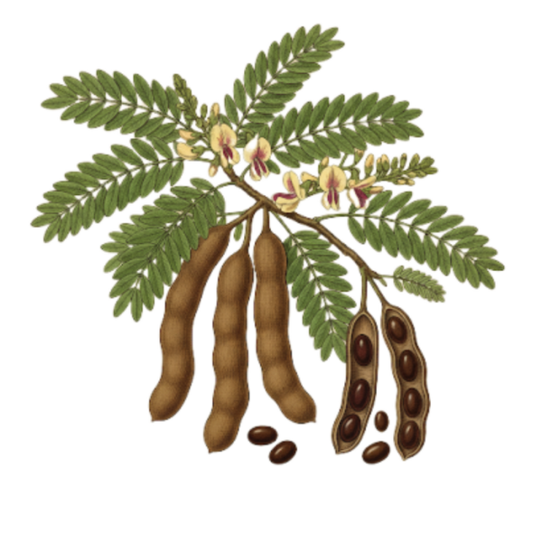 Tamarin Pulpe (Tamarindus indica L.) Tamarindeiro Polpa
