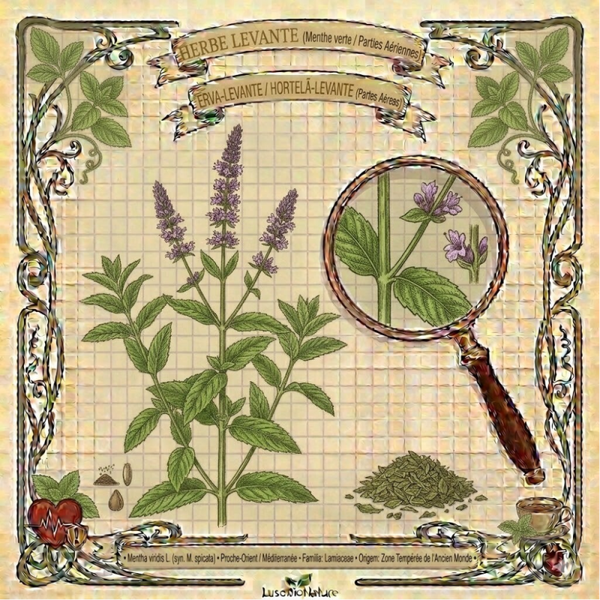 Herbe Levante Parties Aériennes - (Mentha viridis L.) - Erva-Levante / Hortelã-Levante Partes Aéreas