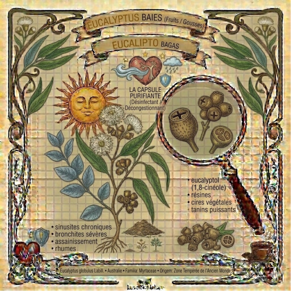 Eucalyptus Baies - (Eucalyptus globulus Labill.) - Eucalipto Bagas