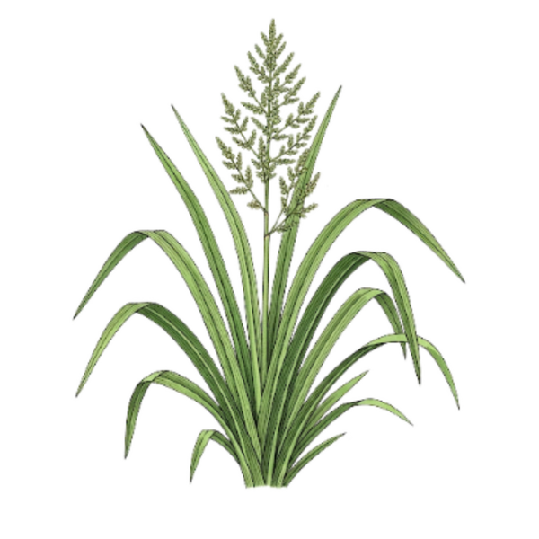 Citronnelle Parties Aériennes / (Cymbopogon citratus) Erva Príncipe