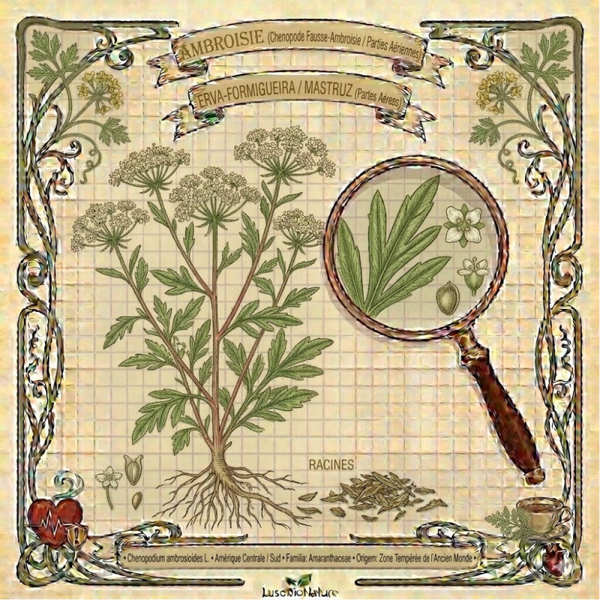 Ambroisie du Mexique Parties Aériennes - (Chenopodium ambrosioides L.) - Erva-Formigueira / Mastruz Partes Aéreas