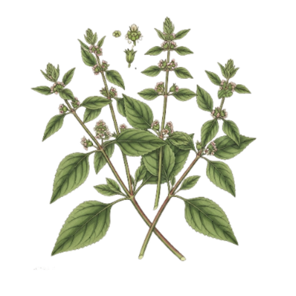 Pariétaire Parties Aérienne / (Parietaria officinales L.) / Parietária - Alfavaca-da-Cobra