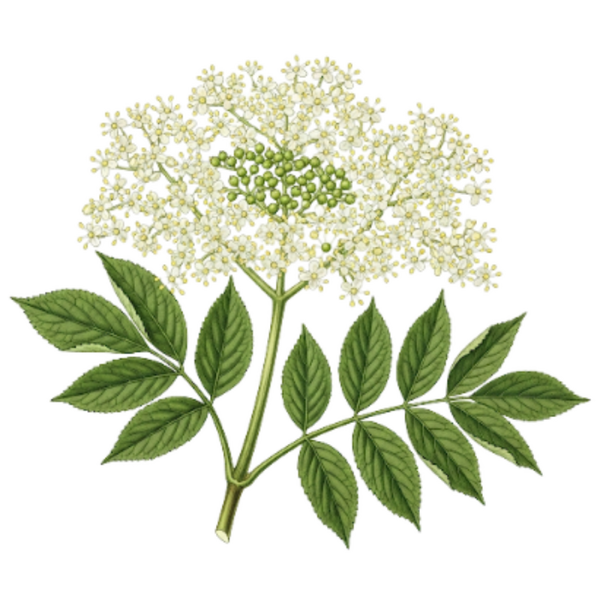 Sureau Fleurs (Sambucus Nigra L.) Sabugueiro Flor