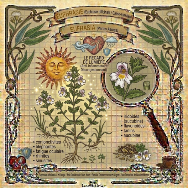 Euphrasie Parties Aériennes - (Euphrasia officinalis L.) - Eufrasia Partes Aéreas
