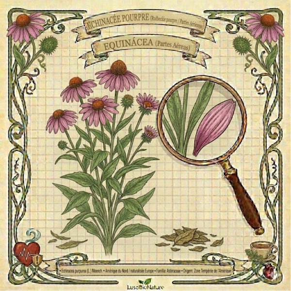 Échinacée pourpre Parties Aériennes - (Echinacea purpurea) - Equinácea Partes Aéreas