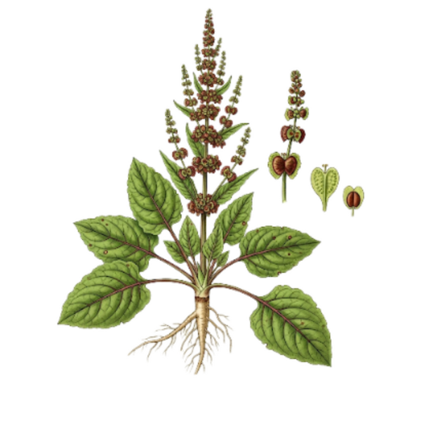 Patience Plante (Rumex obtusifolius L.) Regalo da Horta - Labaça Planta