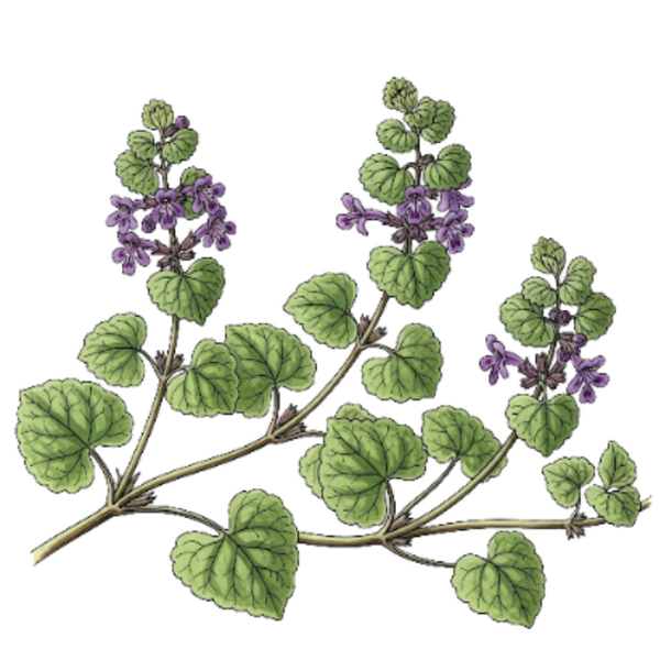 Lierre Terrestre - Parties Aériennes /  (Glechoma hederacea L.) / Heras Terrestres