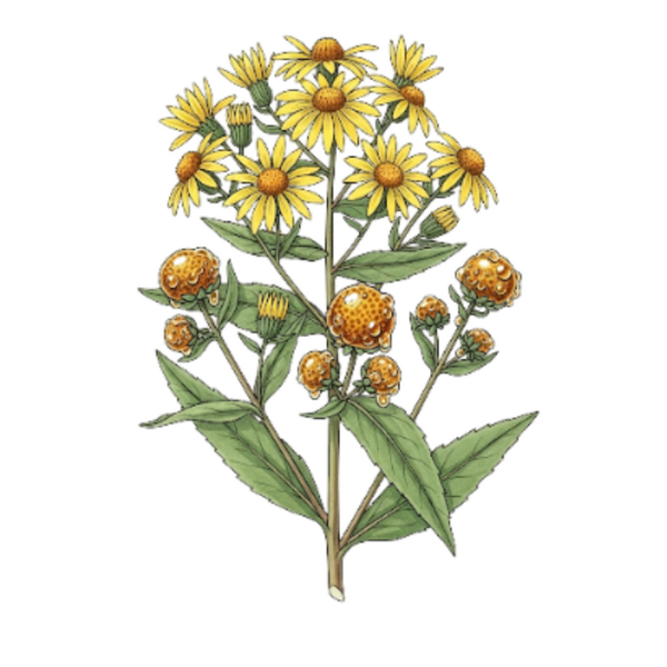 Grindelia Parties Aériennes / (Grindelia robusta Dun.) / Grindélia