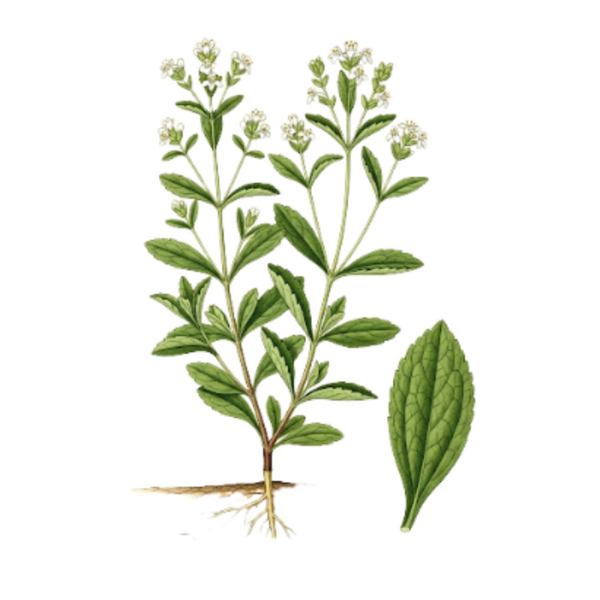 Stevia Feuilles (Stevia Rebaudiana Bertoni) Stevia Rebaudiana
