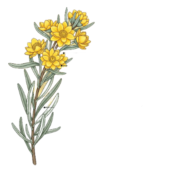 Immortelle Parties Aériennes / (Helichrysum italicum L.) / Perpétuas das Areias