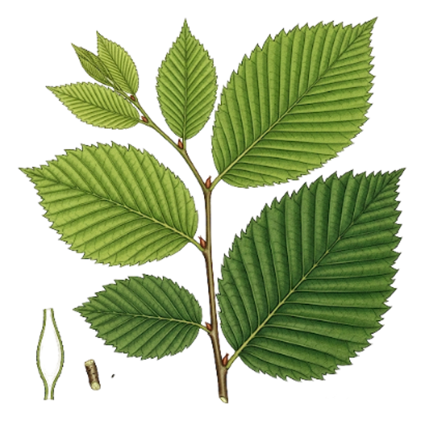 Orme Champêtre Feuilles / (ulmus campestris L.) / Ulmeiro