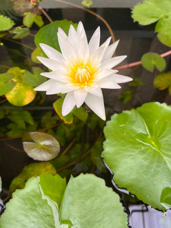 Lotus Reset Premium (7 sept - 4 octobre 2026)