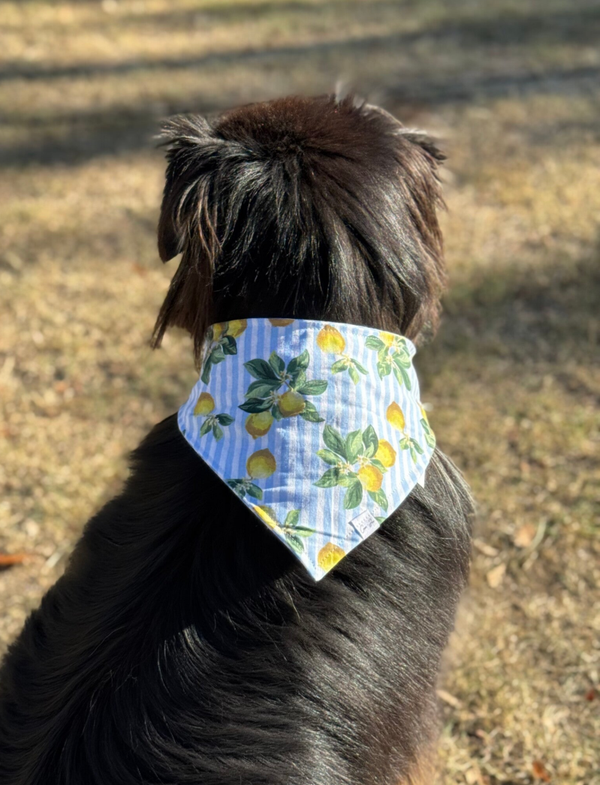 Le bandana wouf 🐾