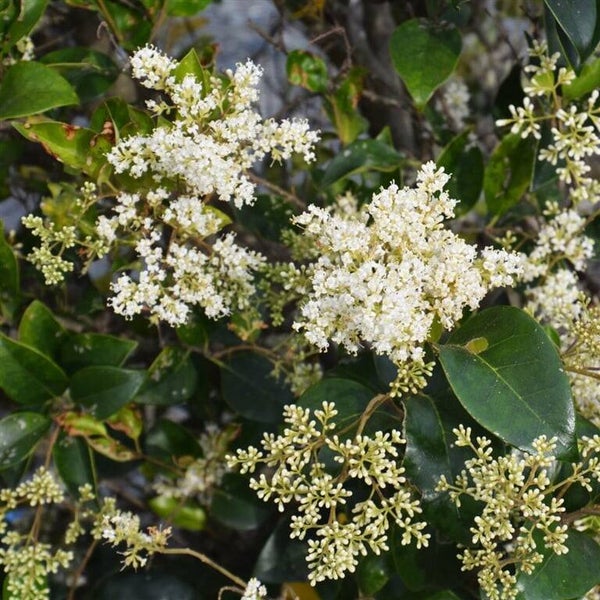 Ligustrum texanum