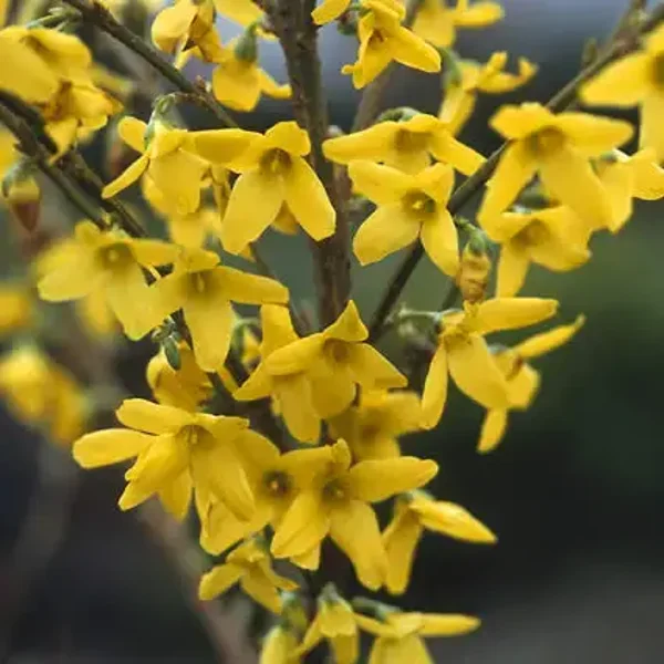 forsythia in. spectabilis