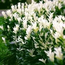 Euonymus