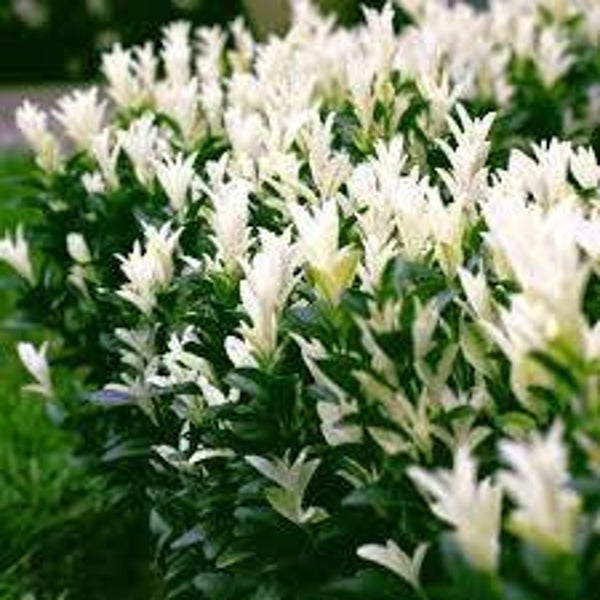 Euonymus