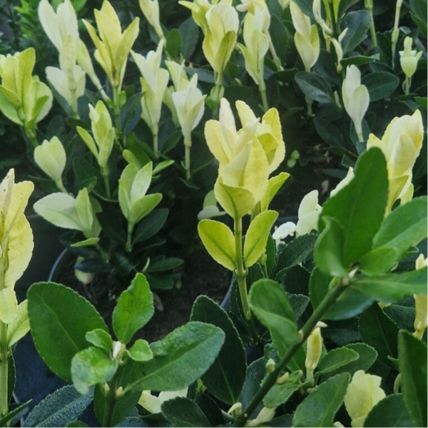 Euonymus Himalaya