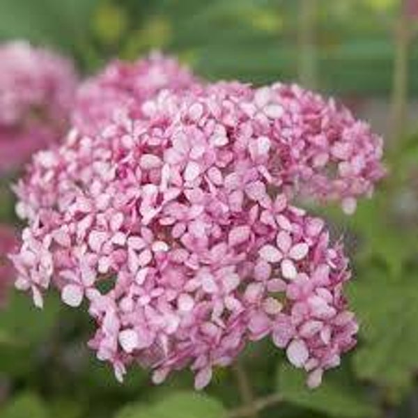 Hydrangea