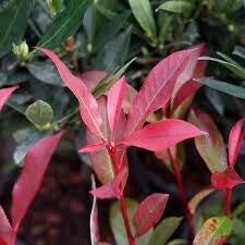 Photinia