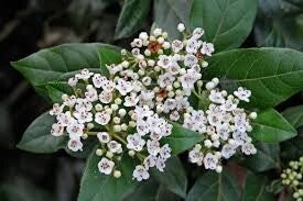Viburnum