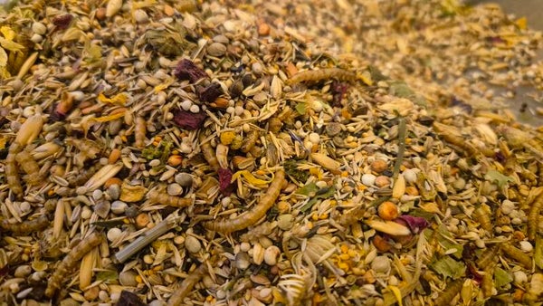 Stachelmaus Hauptfutter