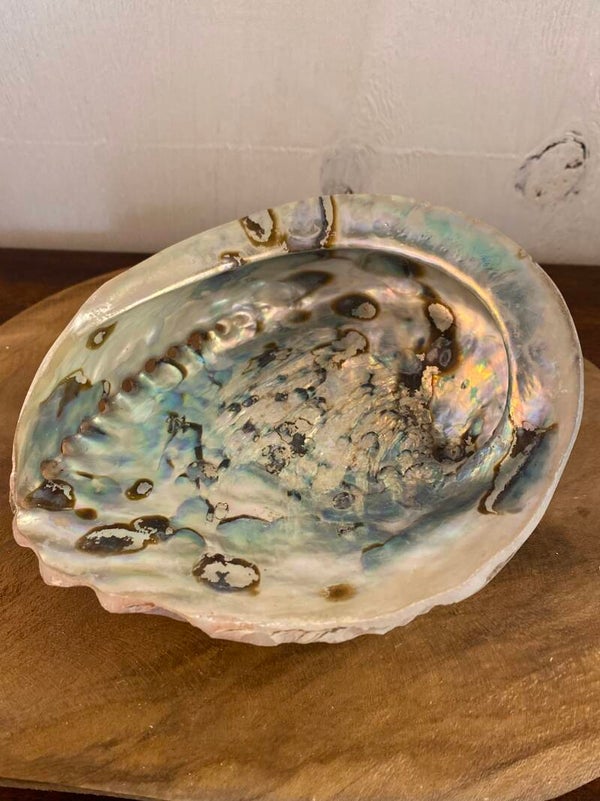 Abalone schelp 16 cm