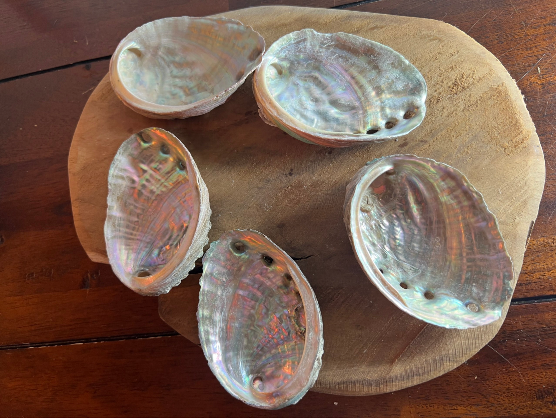 Abalone schelp 8-9 cm