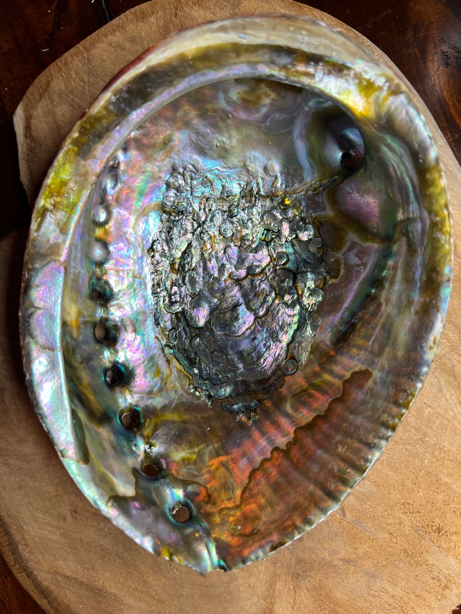 Abalone schelp 15 cm