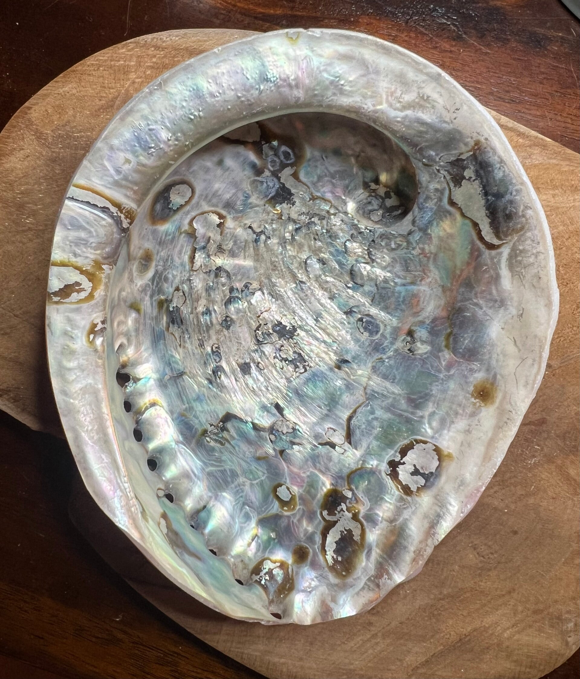 Abalone schelp 16 cm