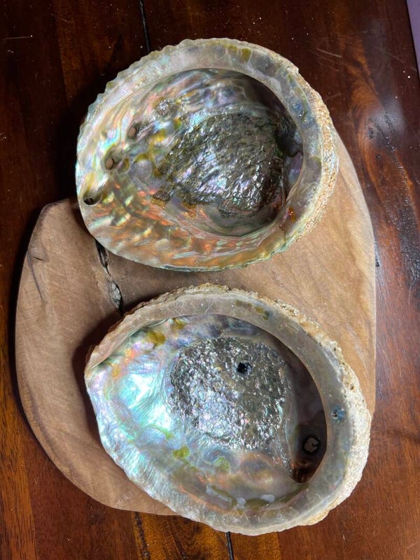 Abalone schelp 12 cm