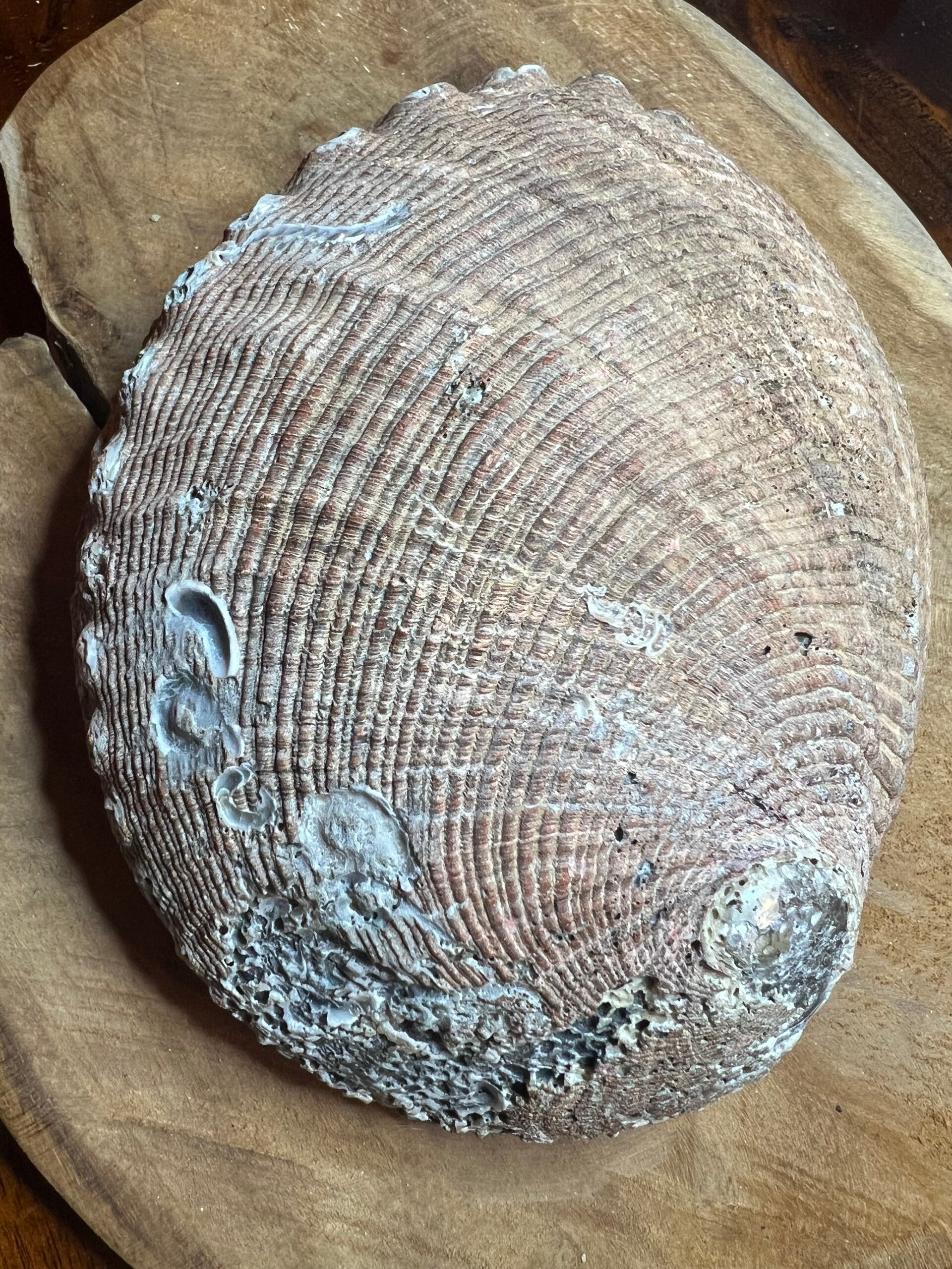 Abalone schelp 17 cm