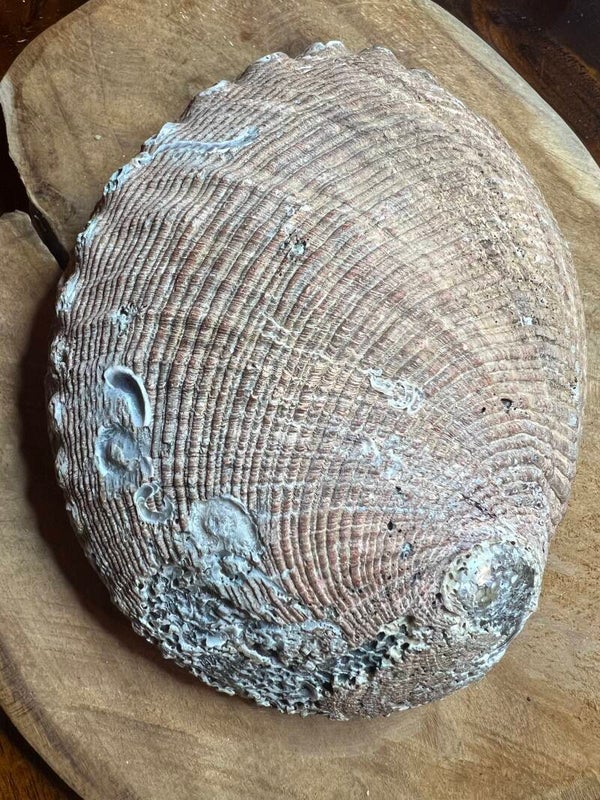 Abalone schelp 17 cm