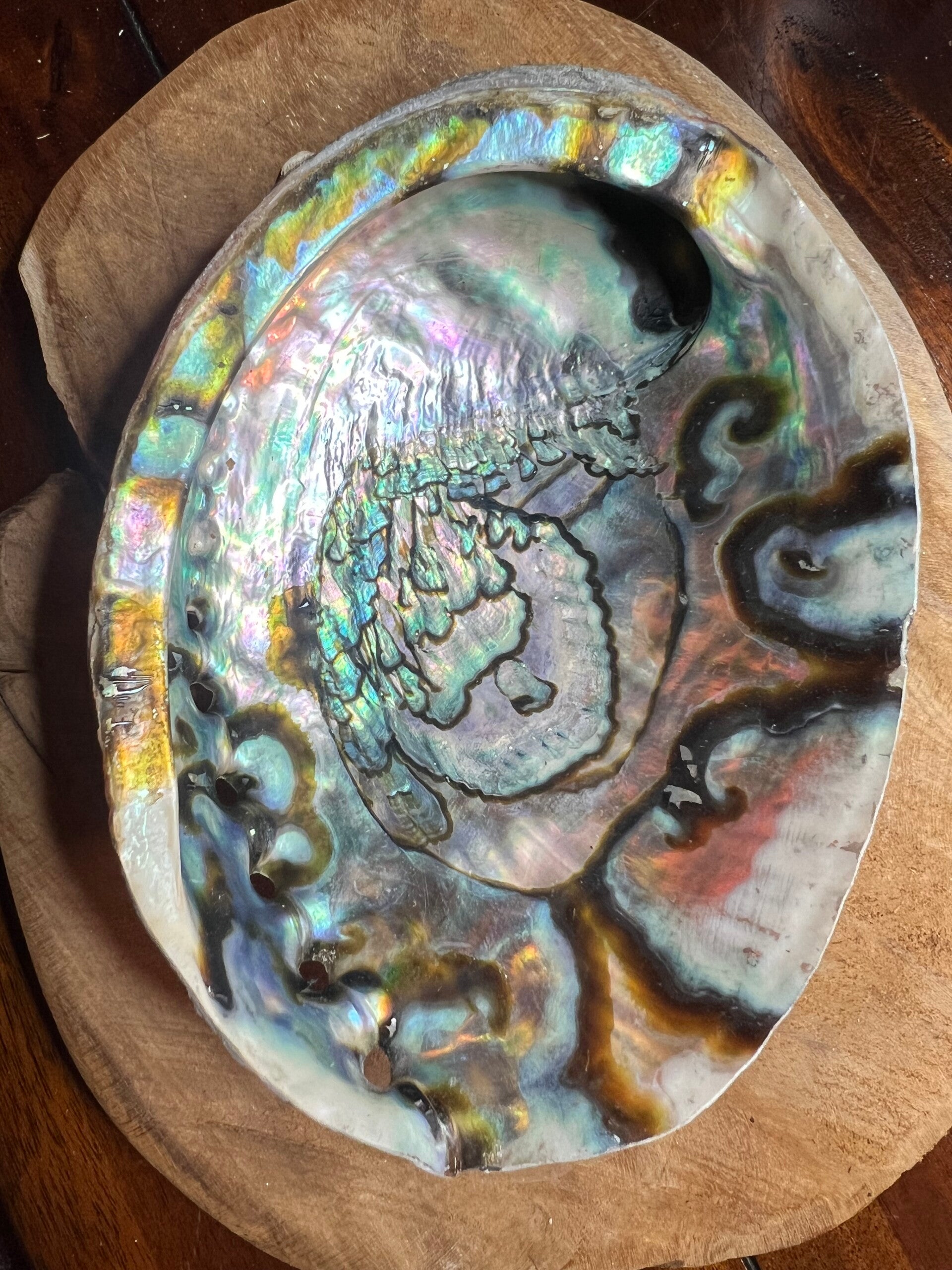 Abalone schelp 16 cm