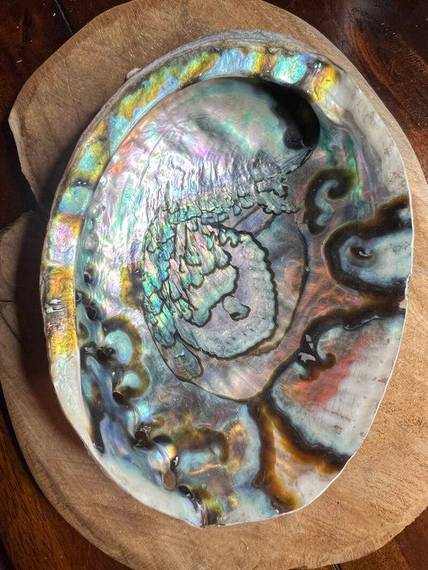 Abalone schelp 16 cm