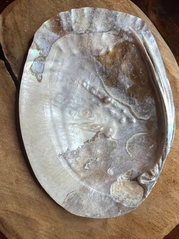 Parelmoer schelp met parel 16 cm