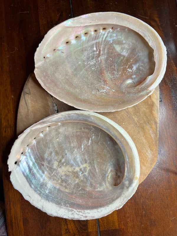 Abalone schelp 15 cm