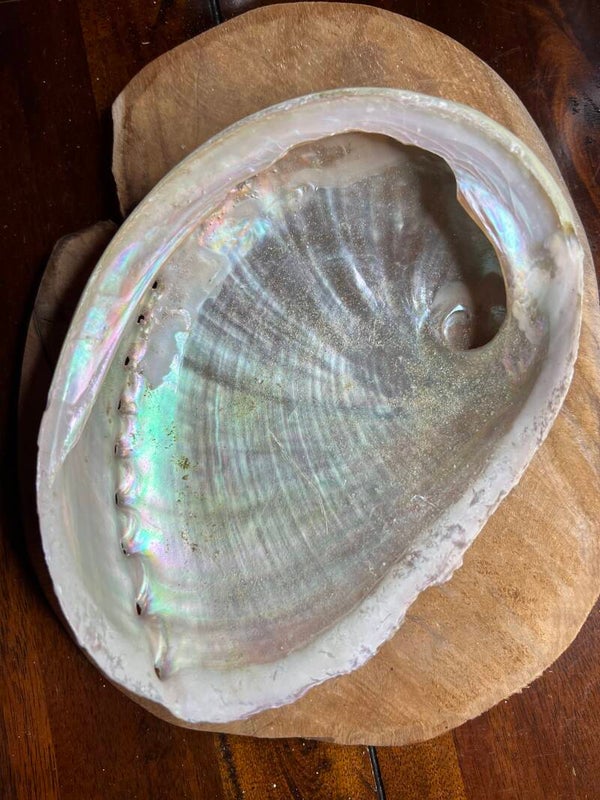 Abalone schelp 17 cm