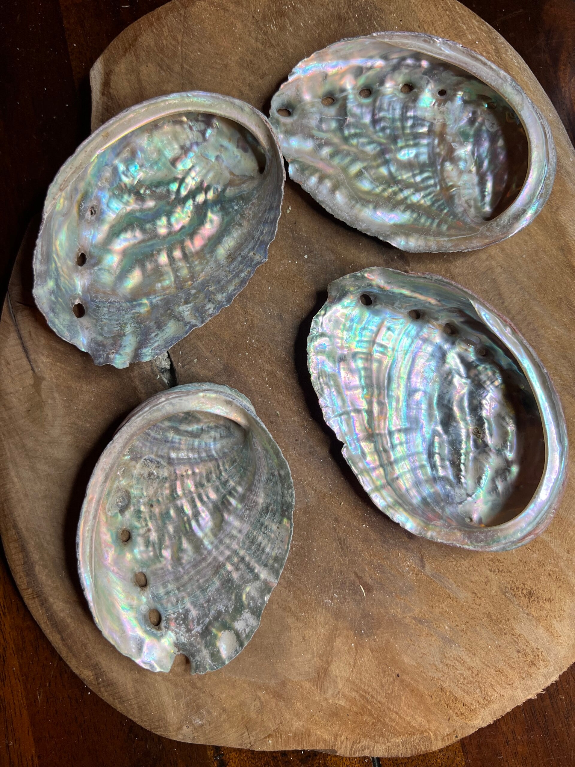 Abalone schelp 10-12 cm