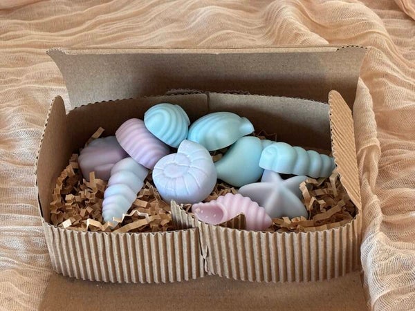 Waxmelt Coquillage