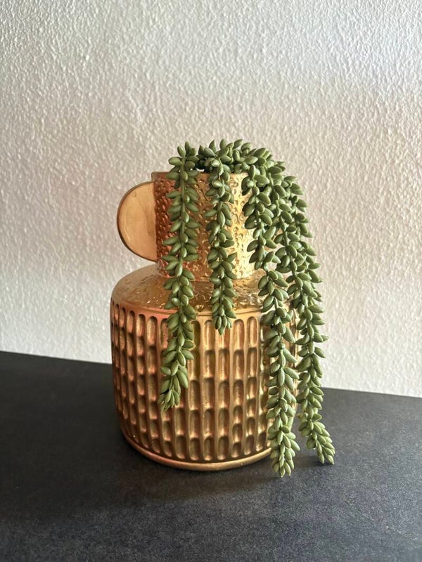 Erwten plant