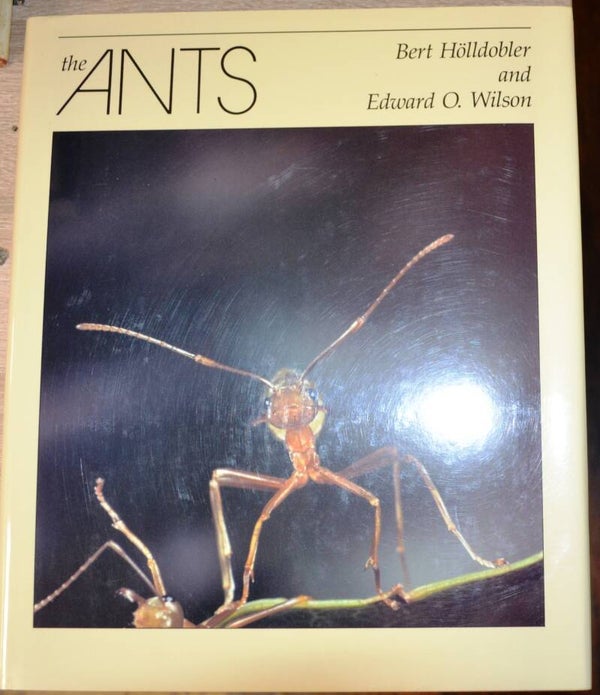 The Ants