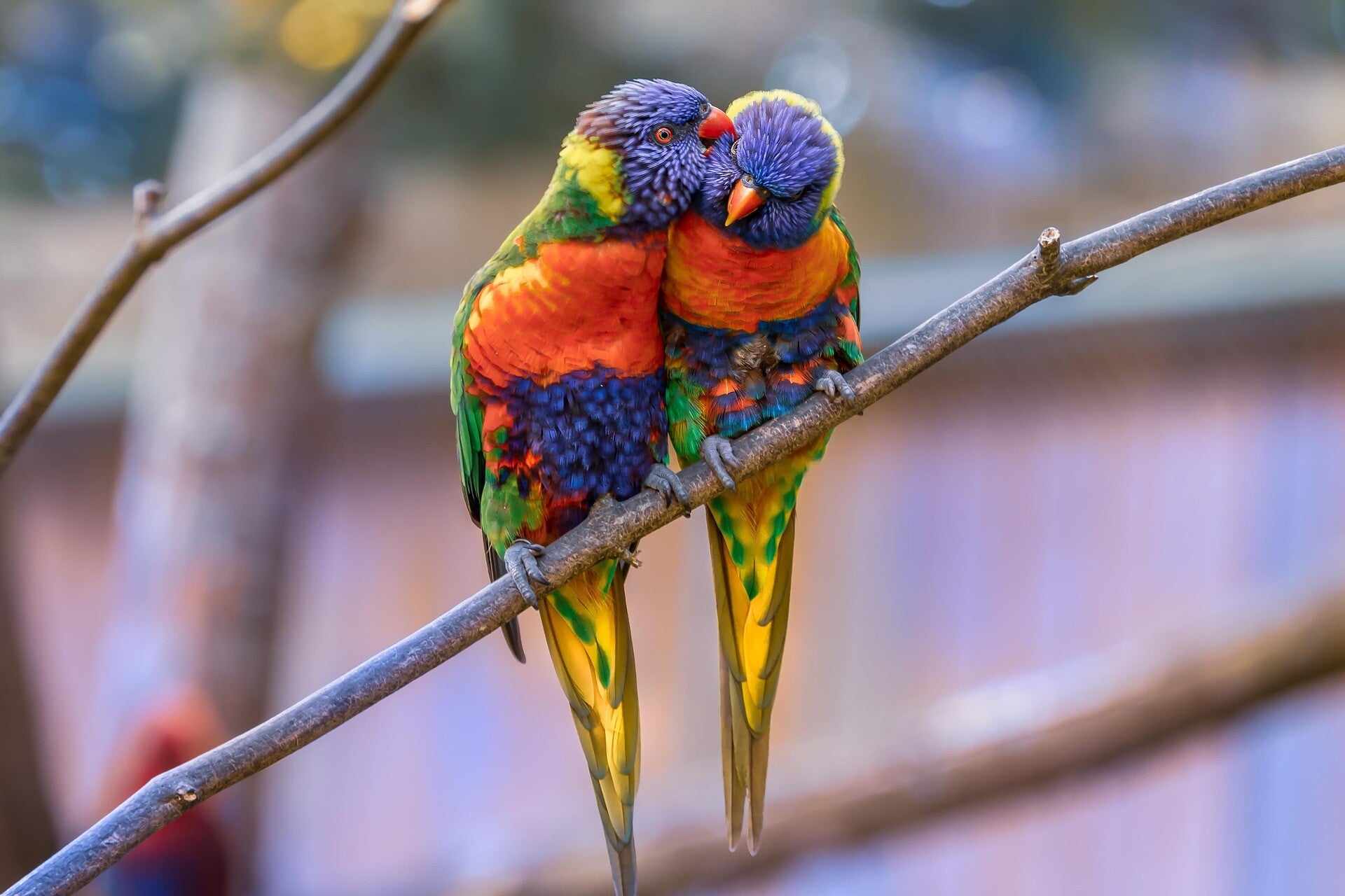 edmondlafoto-zoo-3624100_1920-standard.jpg