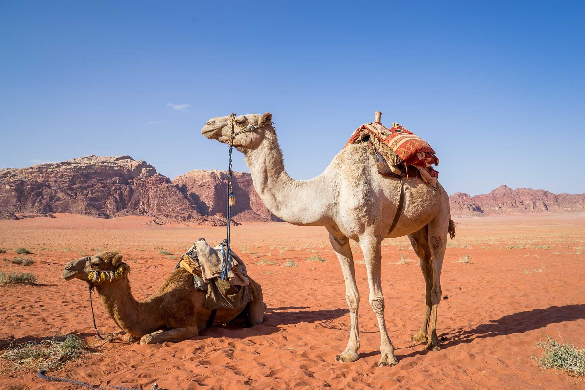 judithscharnowski-camel-1120371_1920-standard.jpg