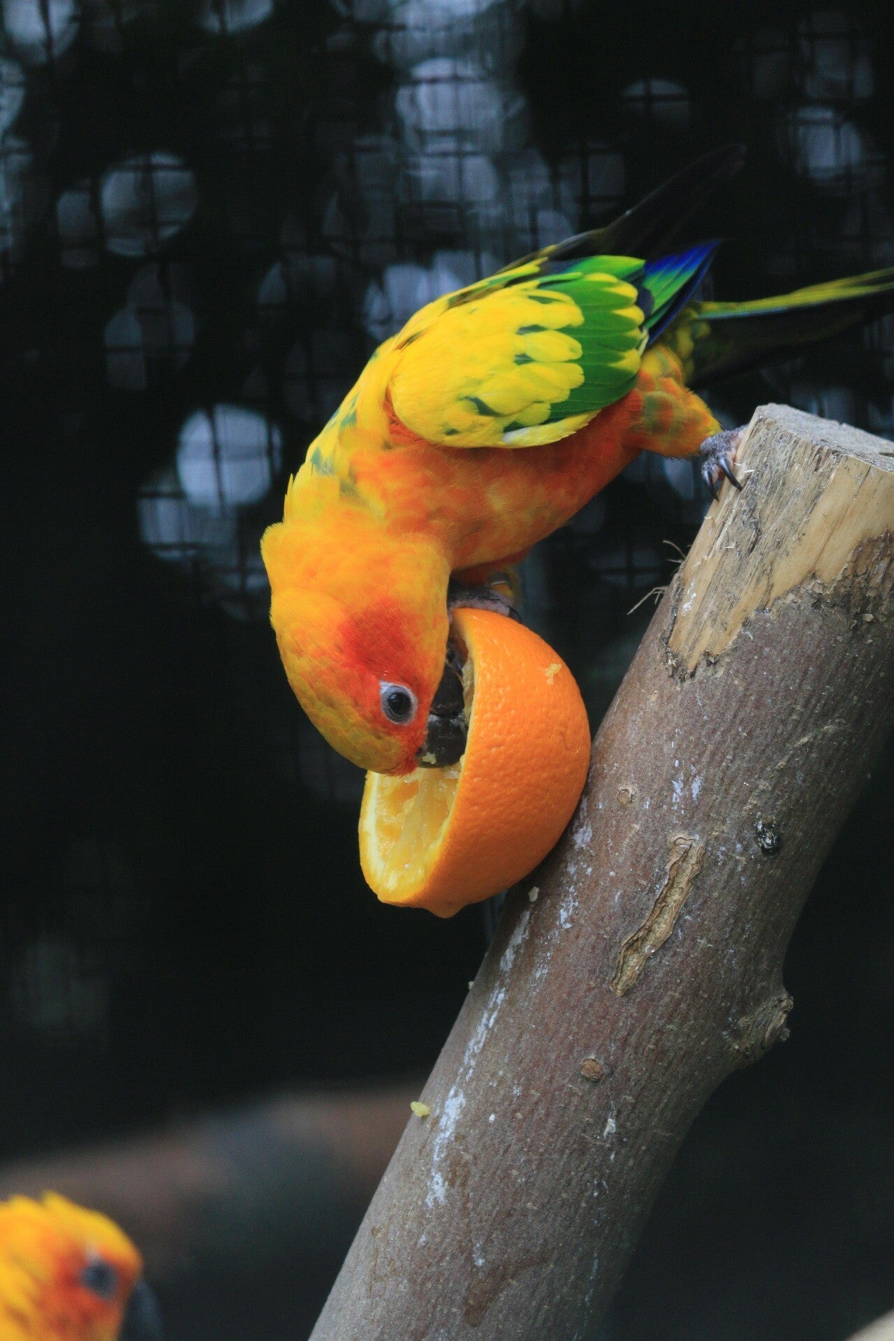 mlaranda-budgie-2730160_1920-standard.jpg